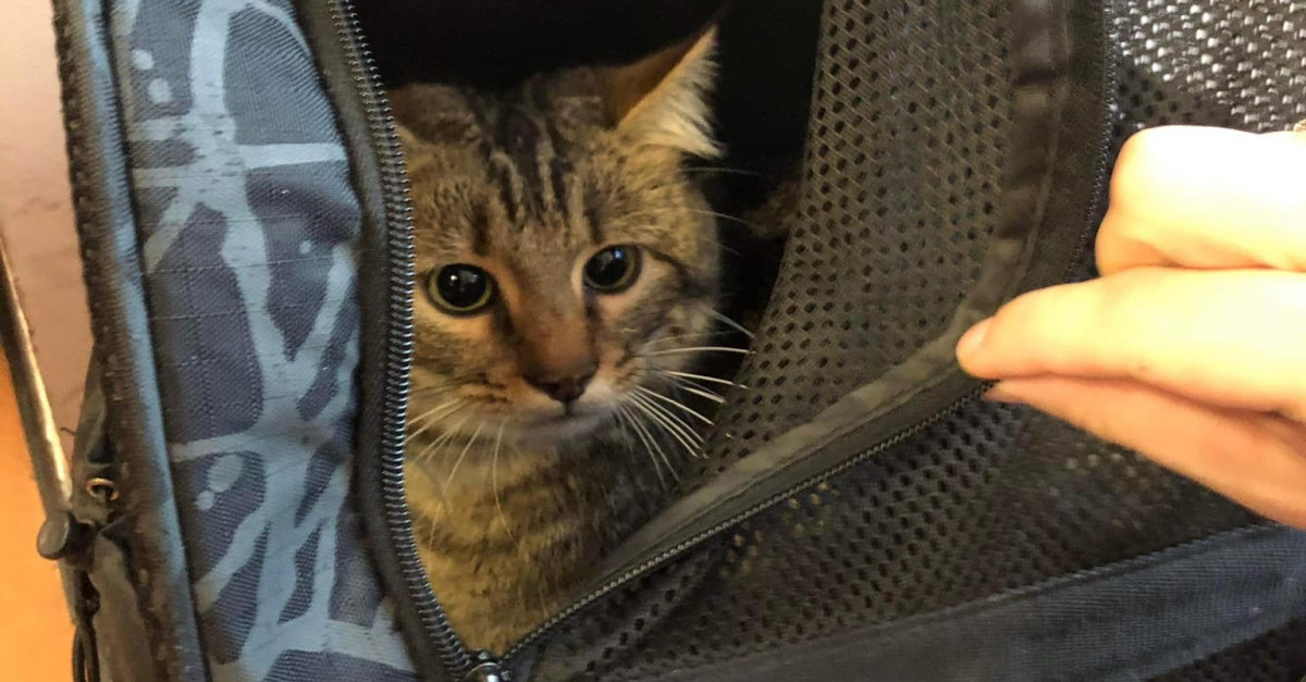 Retrouve Seul Dans Un Tgv Un Chat Doit Faire Face A Un Futur Incertain Sans Son Maitre