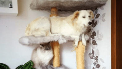 Illustration : "18 photos drôles et attendrissantes de chiens persuadés d'être des chats"