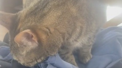 Illustration : "Une chatte offre un moment plein d’émotion en s’imprégnant de l’odeur de son maître décédé (vidéo)"