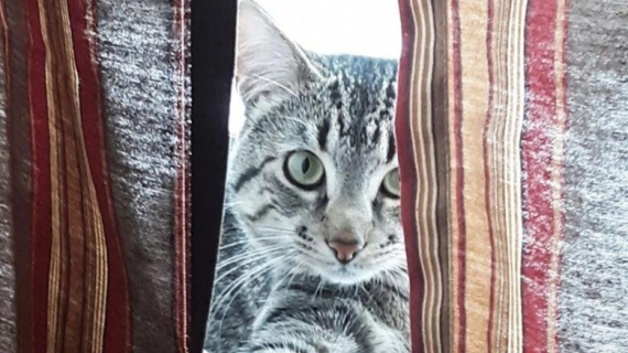Pets Dating Le Mag D Actualites Dedie Aux Animaux