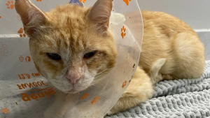 Illustration : "Après une semaine d’errance, un chat abandonné a été retrouvé avec une grave blessure au visage"