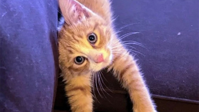 Illustration : "Craintif à ses débuts, ce chaton se transforme en une véritable boule d'amour (vidéo)"