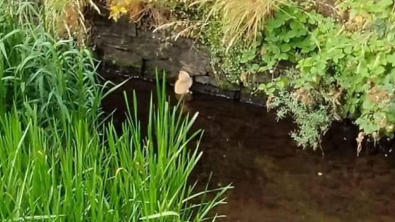 Illustration : Pris au piège dans une rivière, ce chaton lance des cris de détresse autour de lui