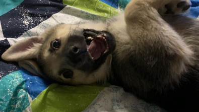 Illustration : "20 photos de chiens qui veulent partager leur joie du moment avec vous"