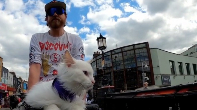 Illustration : Cette chatte se pavane chaque jour dans les rues de Londres au bord du vélo de son maître (vidéo)