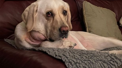 Illustration : À cause d’un bâton coincé dans la gorge, cette Labrador doit se battre et s’accrocher à la vie