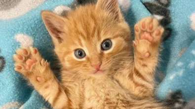 Illustration : Un chaton peureux sort de sa coquille grâce à un accueil chaleureux (vidéo)