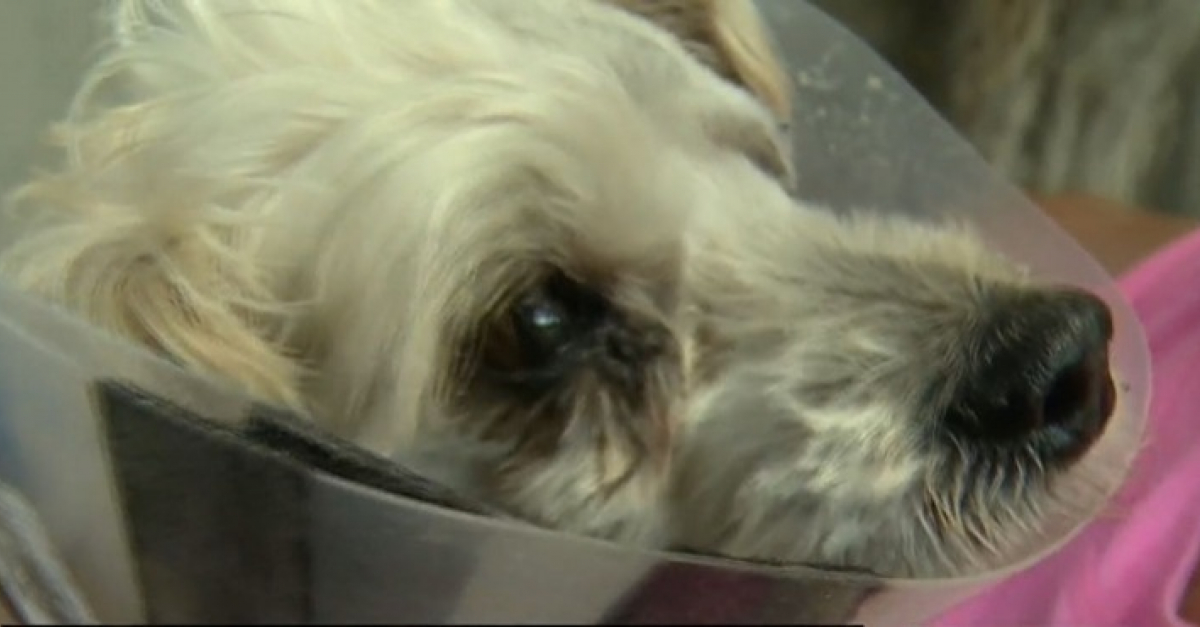 Un chien maltraité toute sa vie se voit offrir seconde chance des dévoués (vidéo)
