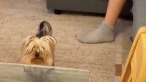 Illustration : "La réaction hilarante de ce Yorkshire Terrier, rappelé à l’ordre par sa maman, fait le buzz sur TikTok (vidéo)"