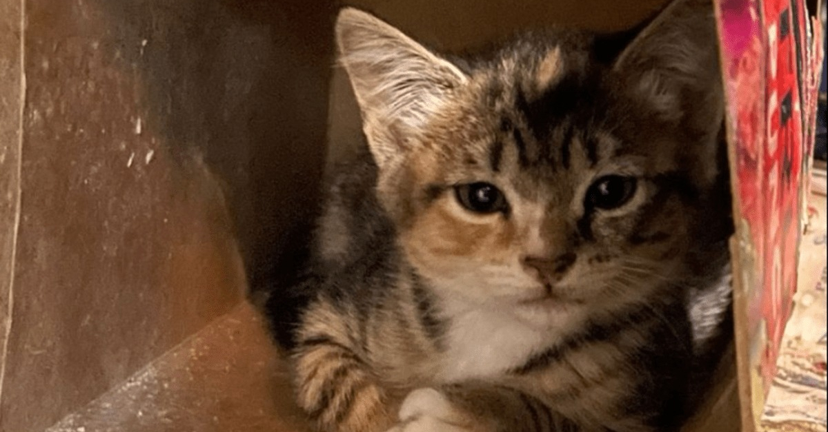 Un chaton agressif retrouvé coincé dans un trou ne sait pas comment accorder sa confiance à ses