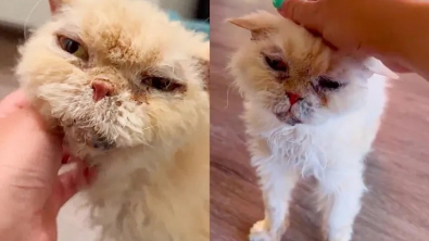 Illustration : Un chat qui n’avait connu que l’errance profite enfin d'une vie chaleureuse (vidéo)