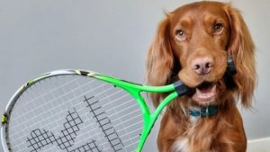 Illustration : "Ce Cocker Anglais a un incroyable talent : il joue au tennis avec sa maîtresse ! (vidéo)"