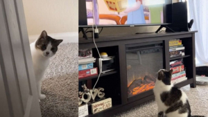 Illustration : "Vidéo : ce chat fan de dessins animés réclame chaque matin qu’on lui allume la télévision"