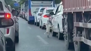 Illustration : "La caméra embarquée d’une voiture enregistre le moment déchirant où un chien est abandonné sur la route par ses propriétaires"