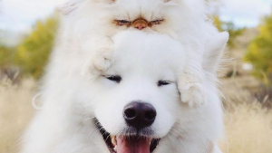 Illustration : "13 photos d'un duo d'amis hors du commun, formé par un chien enjoué et un chat 