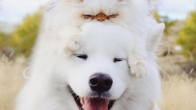 Illustration : 13 photos d'un duo d'amis hors du commun, formé par un chien enjoué et un chat "grognon"