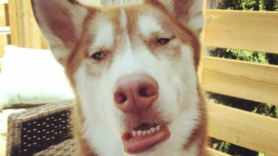 Illustration : 20 photos de chiens qui nous font nous demander ce qui ne tourne pas rond chez eux