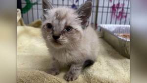 Illustration : "Un chaton est jeté de la fenêtre d’un véhicule, puis sauvé in extremis d'une circulation dense"