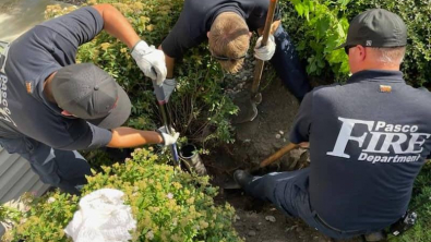 Illustration : "Coincé dans un conduit de 8 cm, un chaton ne peut pas se libérer sans l’aide des pompiers"