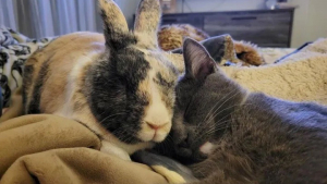 Illustration : "Ce lapin et ce chat inséparables sont les meilleurs amis du monde (vidéo)"