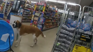 Illustration : "Un chien d’une soixantaine de kilos s’introduit dans un magasin et ne veut plus en sortir (vidéo)"