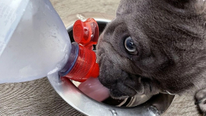 Illustration : "Son chien refuse de boire l’eau du robinet, et oblige sa maîtresse à lui acheter des bouteilles d’eau ! (vidéo) "