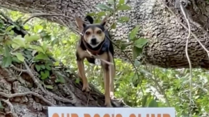 Illustration : "Ce chien surprend tellement de passants que sa maîtresse est obligée de les informer à l’aide d’un panneau (vidéo)"