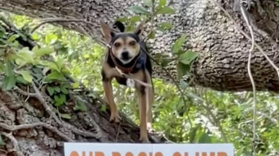 Illustration : "Ce chien surprend tellement de passants que sa maîtresse est obligée de les informer à l’aide d’un panneau (vidéo)"