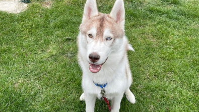 Illustration : "Kidnappé à Toulouse, ce jeune Husky est retrouvé à 150 kilomètres de chez lui (vidéo)"