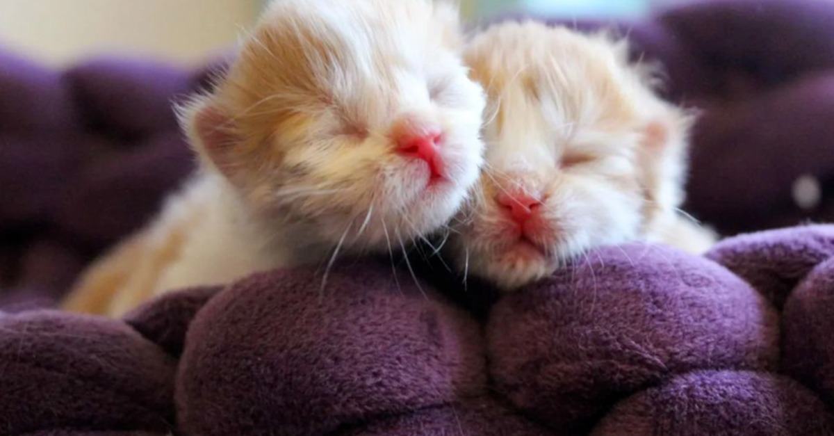 Un chaton miraculé retrouve sa sœur dans une maison d’accueil