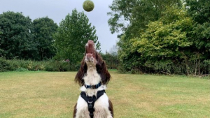 Illustration : "Le message touchant d’un chien atteint d’arthrite qui ne pouvait plus jouer avec ses balles"