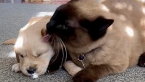 Illustration : "Vidéo : Un chat prend le relais d’une maman Golden Retriever épuisée en réconfortant son chiot "