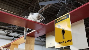 Illustration : "« Attention aux chats qui tombent ! » : le panneau hilarant d’une librairie attire de nombreux curieux (vidéo)"
