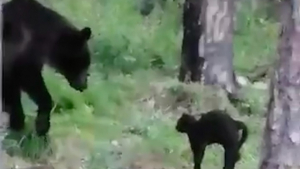 Illustration : "Un chat noir fait fuir un grand ours brun sans l’aide de qui que ce soit ! (vidéo)"