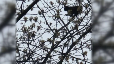 Illustration : "Personne ne semble pouvoir venir en aide à un chat coincé dans un arbre. Mais 2 jeunes garçons refusent de lâcher l’affaire"