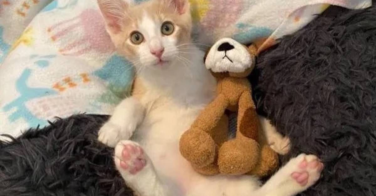 Un Petit Chaton Bancal Se Blottit Dans Les Bras D Une Benevole Du Refuge Et La Choisit Comme Mere Adoptive