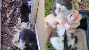 Illustration : "Après avoir passé toute sa vie dans la rue, une chatte découvre la vie en intérieur avec ses 3 chatons"