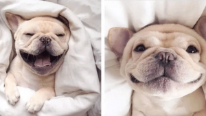 Illustration : "14 photos de chiens qui sont des concentrés d'énergie positive et veulent la partager avec vous"