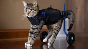 Illustration : "Paralysé des pattes arrières, un chat se voit offrir un fauteuil roulant et réapprend à marcher (vidéo)"