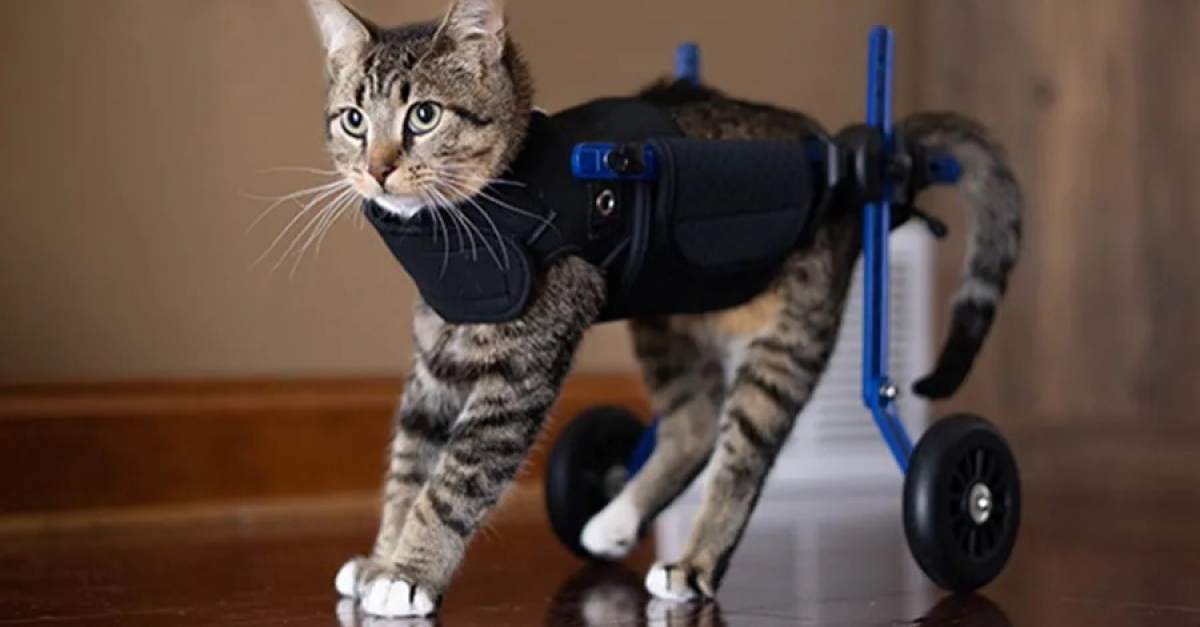 Paralysé des pattes arrières, un chat se voit offrir un fauteuil roulant et réapprend à marcher