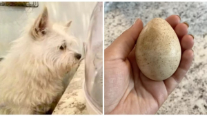 Illustration : "Sa chienne trouve un œuf mystérieux dans la nature et ne le quitte plus des yeux jusqu’à son éclosion (vidéo)"