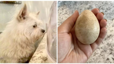 Illustration : "Sa chienne trouve un œuf mystérieux dans la nature et ne le quitte plus des yeux jusqu’à son éclosion (vidéo)"
