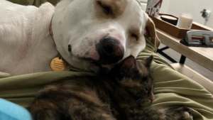 Illustration : "Seule survivante de sa portée, une chatte trouve du réconfort auprès d’une chienne aimante (vidéo)"