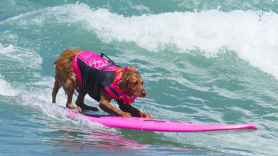 Illustration : "Une chienne de surf thérapeutique prend une retraite bien méritée, après une vie au service des personnes handicapées (vidéo)"