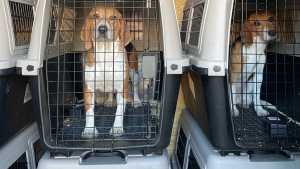 Illustration : "Un élevage à la réputation douteuse se fait retirer 4000 Beagles à la suite d’une plainte"
