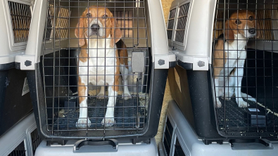 Illustration : "Un élevage à la réputation douteuse se fait retirer 4000 Beagles à la suite d’une plainte"