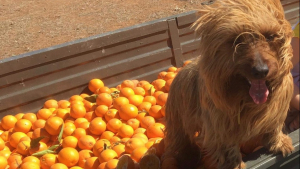 Illustration : "Un chien aventurier traverse l’Australie en auto-stop de sa propre initiative"