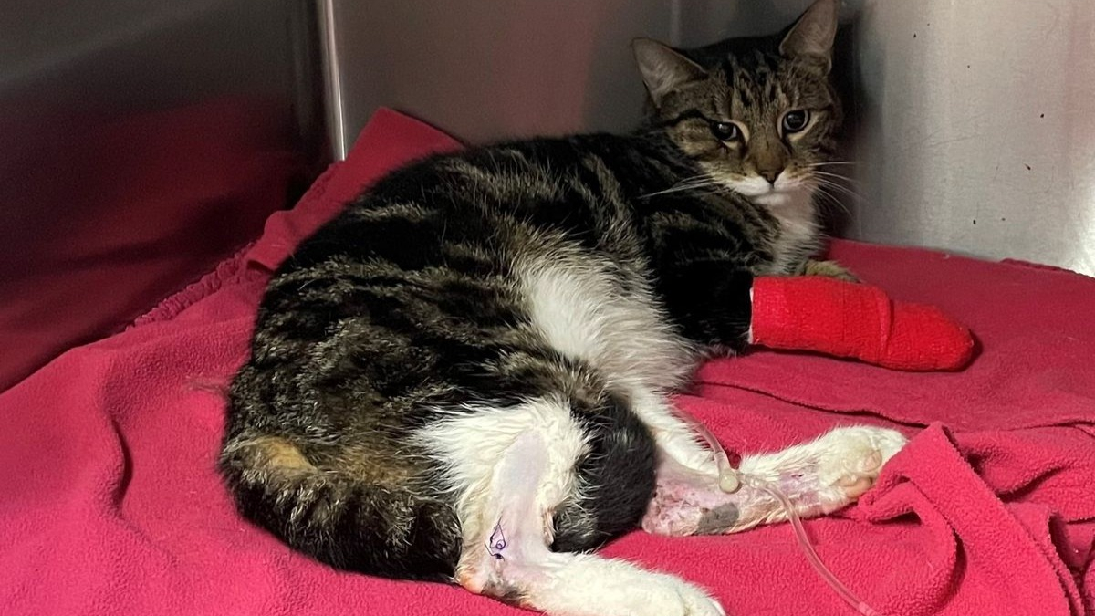 Une femme trouve son chat en pleurs dans son jardin, et découvre qu’il a été percuté par une voiture