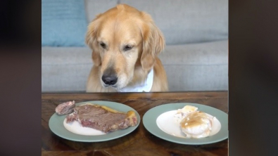 Illustration : "Cette Golden Retriever fait preuve d’un self-control remarquable face à 2 délicieuses portions de viande (vidéo)"