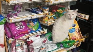 Illustration : "Elle fait la rencontre d'un chat dans un supermarché, qui l’emmène jusqu’au rayon des croquettes (vidéo)"